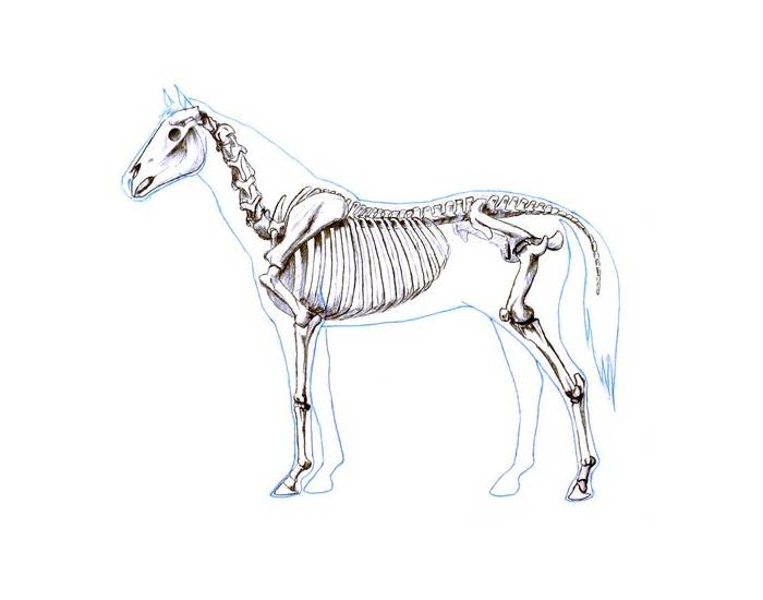 700x550 The Skeleton Of A Horse - Horse Skeleton Sketch