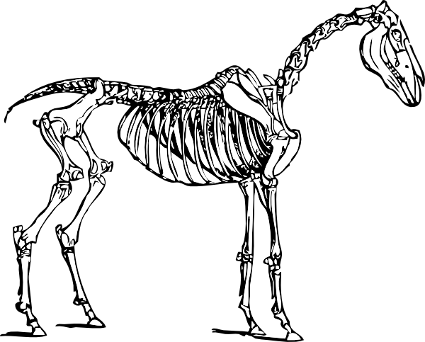 600x483 Vector Free Vectors Download 4vector - Horse Skeleton Sketch