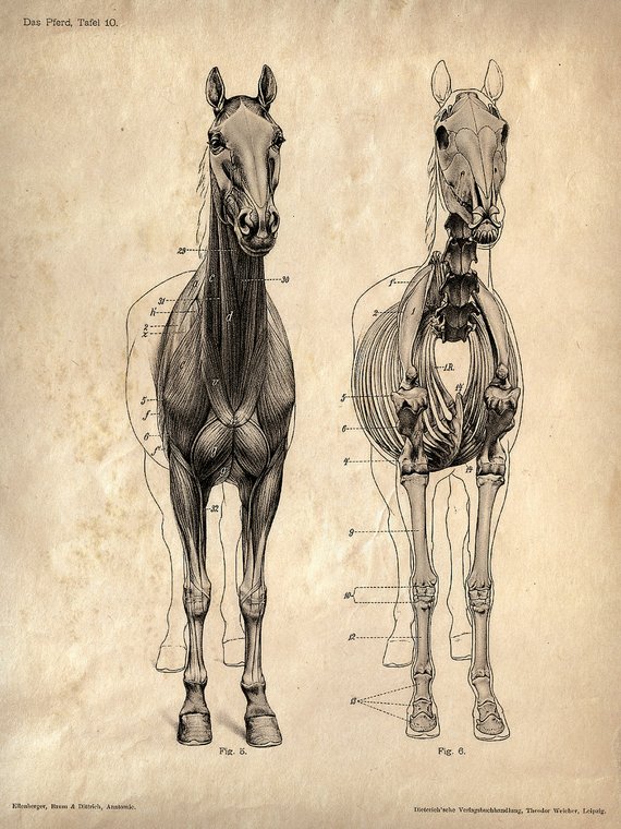 570x760 Vintage Science Animal Anatomy Study Poster. Horse Skeleton Etsy - Horse Skeleton Sketch