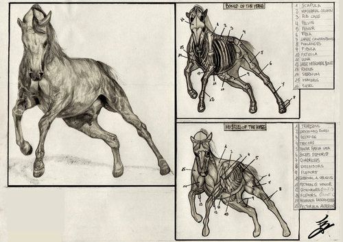 500x354 Drawing Art Draw Animal Skeleton Anatomy Horse Reference Tutorial - Horse Skeleton Sketch