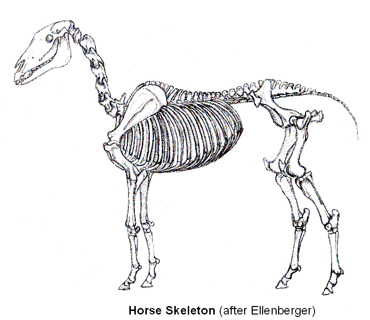 741x640 Emg Zine - Horse Skeleton Sketch