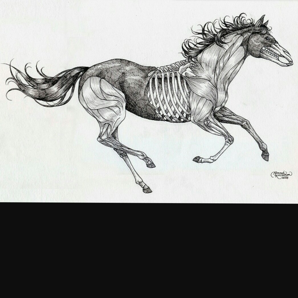 1046x1046 Leah Miller 2 Horse Skeleton Tattoodo - Horse Skeleton Sketch