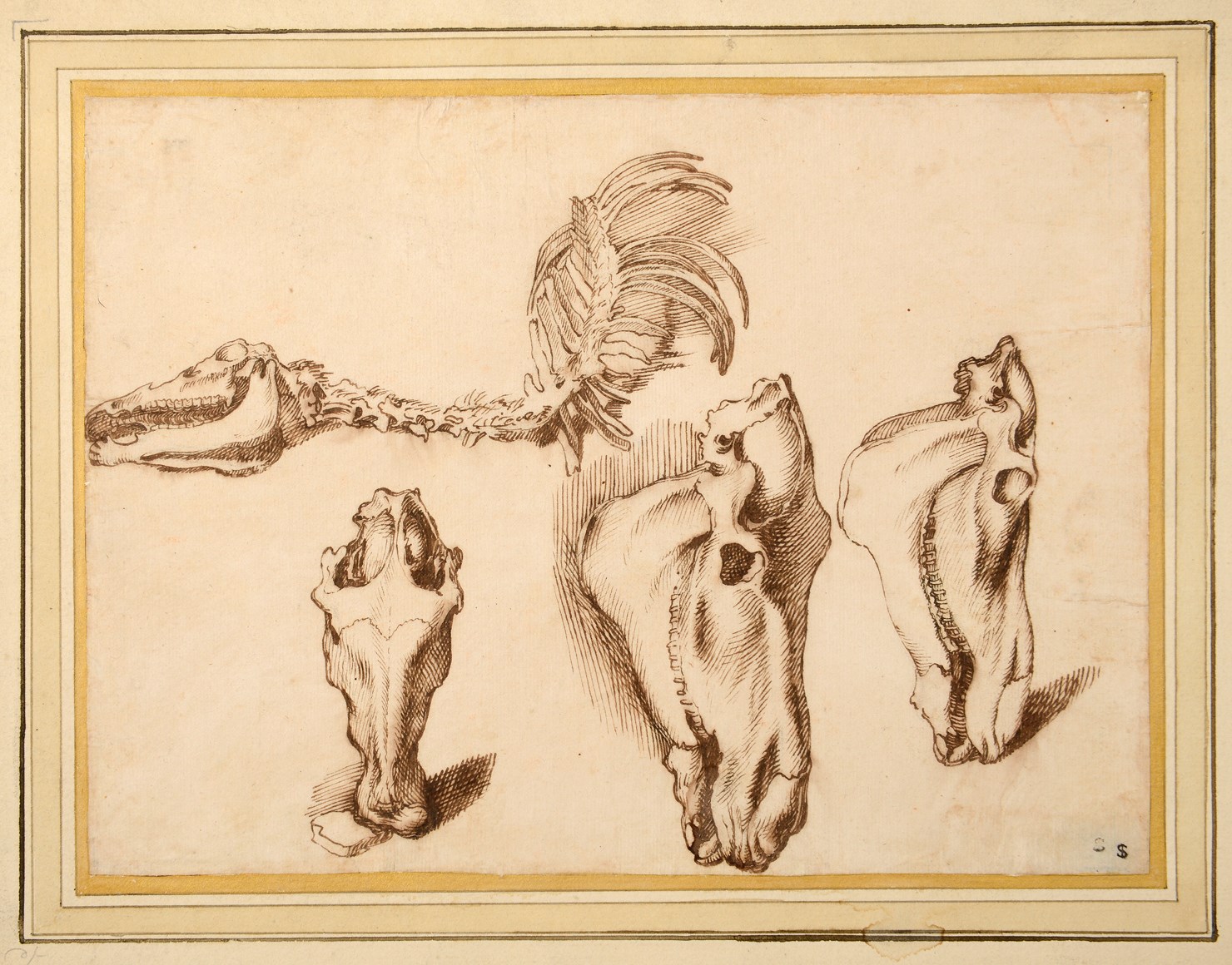 1480x1160 Filippo Napoletano Studies Of The Skull And Skeleton Of A Horse - Horse Skeleton Sketch