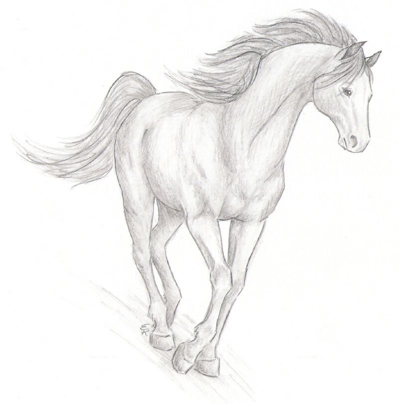 800x810 Realistic Horse Sketch By Wildspiritwolf - Horse Sketch