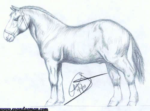 500x371 Sketch Of Horse By Evan Animal Study - Horse Sketch