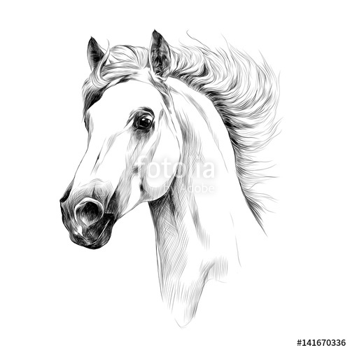 500x500 Horse Head Profile Sketch Vector Graphics Stock Image And Royalty - Horse Sketch
