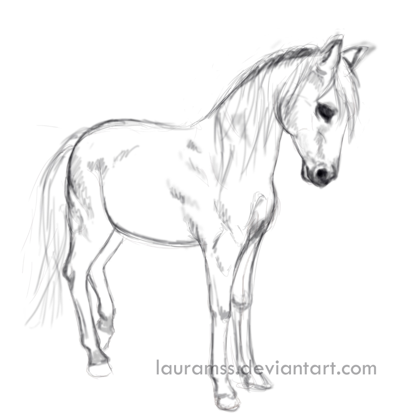 866x866 Standing Horse Sketch By Lauramss - Horse Sketch Art