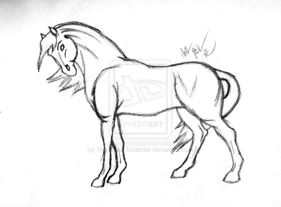 900x664 Horse Sketches - Horse Sketch Art