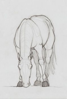 236x345 Drawing Lesson For Beginner Artists The Proportions Of A Horse - Horse Sketch Artists