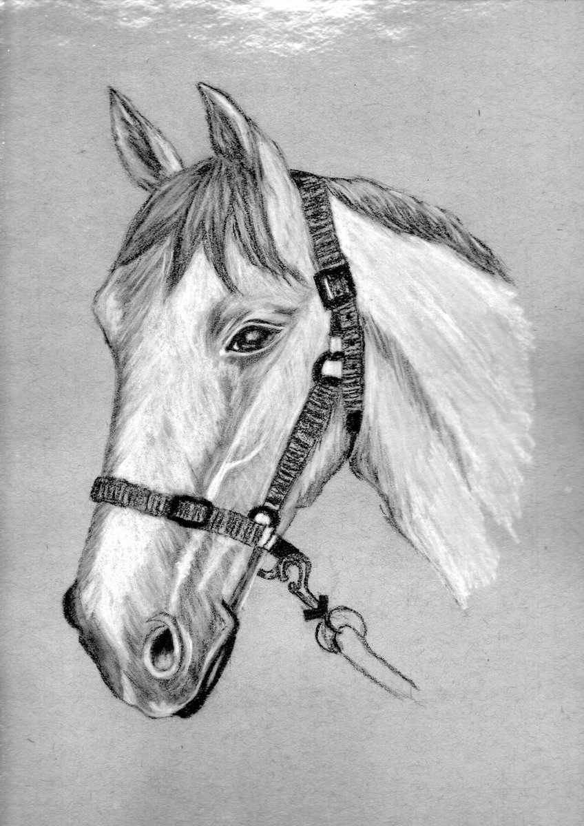 848x1200 Art In Veins On Twitter - Horse Sketch Artists