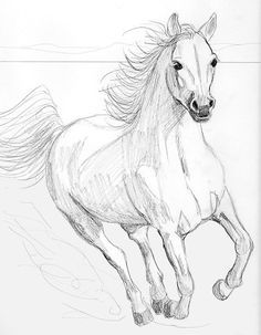 236x303 Horse Drawing Liked On Polyvore Things To Draw - Horse Sketch Artists
