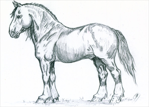 600x429 Horse Sketches Free Amp Premium Templates - Horse Sketch Artists