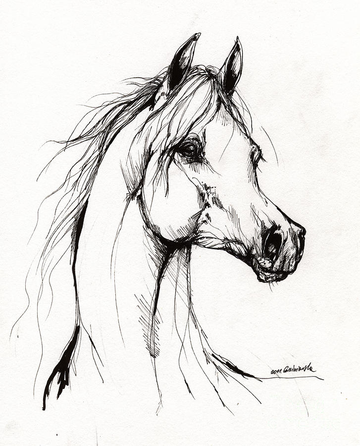 727x900 Arabian Horse Drawing 38 Drawing By Angel Ciesniarska - Horse Sketch Artists