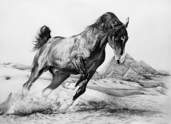Horse Sketch Black And White