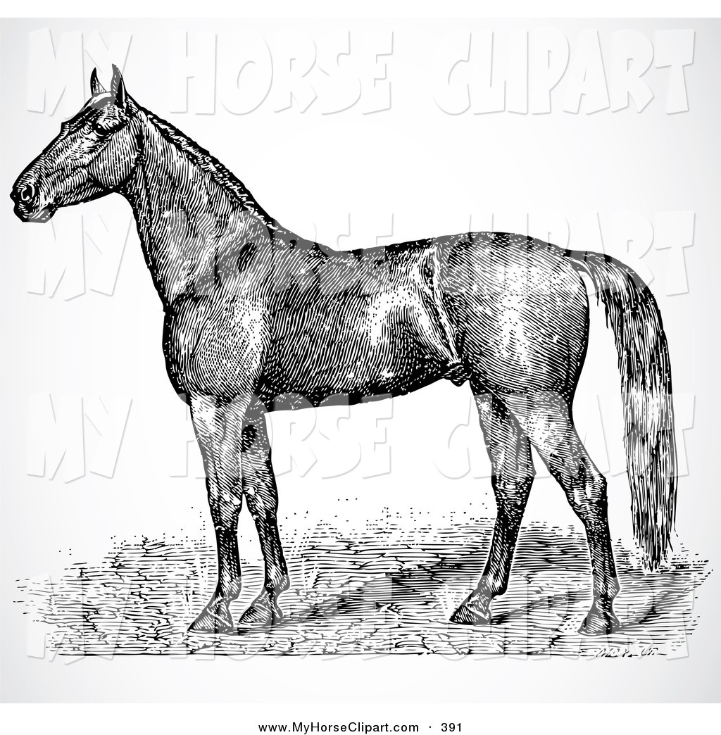 1024x1044 Clip Art Of A Black And White Horse Sketch Profile View By - Horse Sketch Black And White