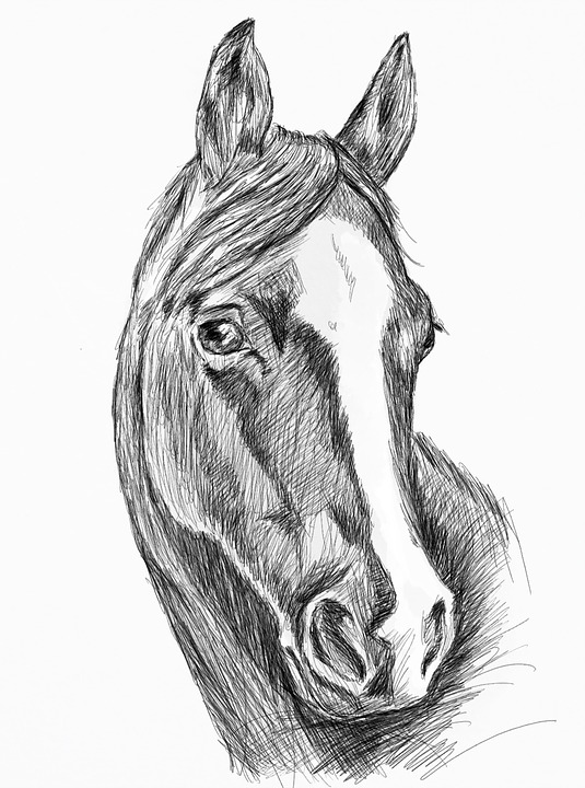 535x720 Free Photo Black And White Illustration Sketch Horse Horsehead - Horse Sketch Black And White