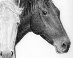 291x232 Horse Amp Pet Portraits Graphite Charcoal Custom Art Pencil - Horse Sketch Black And White