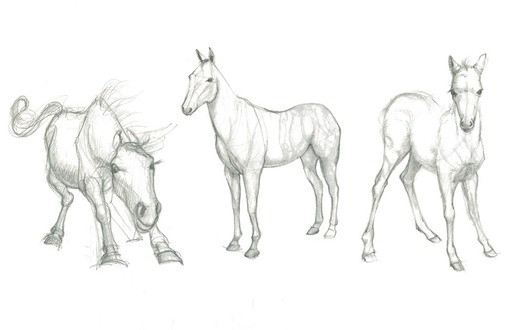 527x330 Sketchbook - Horse Sketch Book