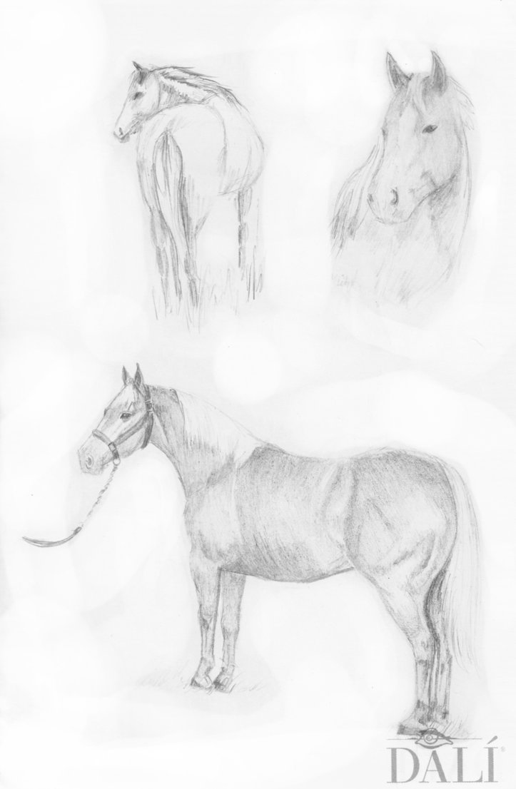 723x1106 Sketchbook Horse Sketches (A5) By Wenchkin - Horse Sketch Book
