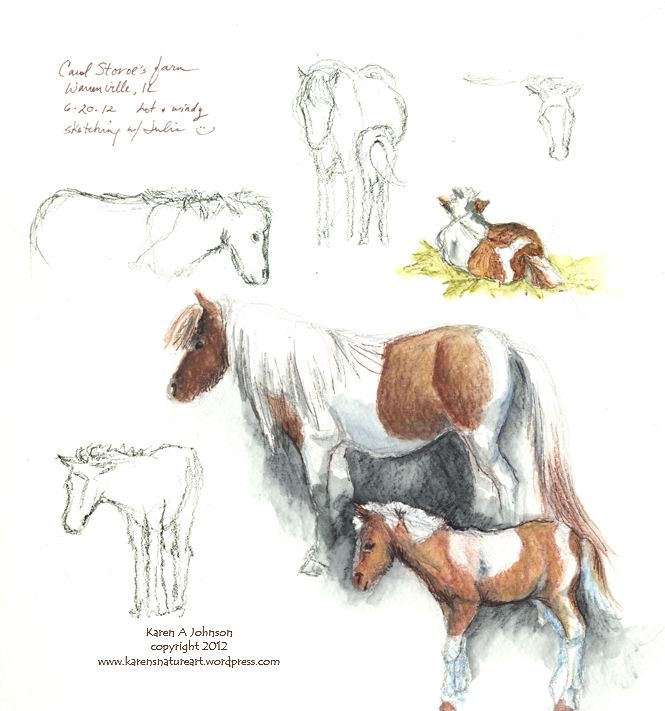 665x711 Mini Horse Sketches, Miniature Horses Sketchbook Journal, How To - Horse Sketch Book