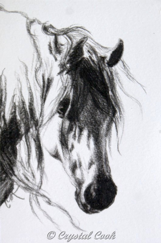 530x800 Art By Crystal Cook Arabian Horse Sketchbook Saturday - Horse Sketch Book