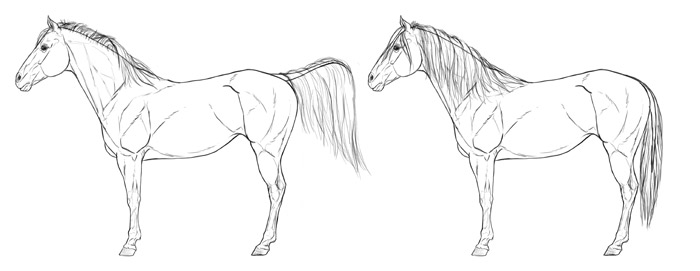 700x271 How To Draw Horses Step By Step Instructions - Horse Sketch Drawing