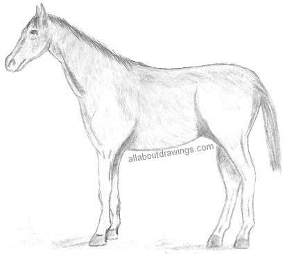 411x366 Simple Pencil Horse Drawings - Horse Sketch Drawing