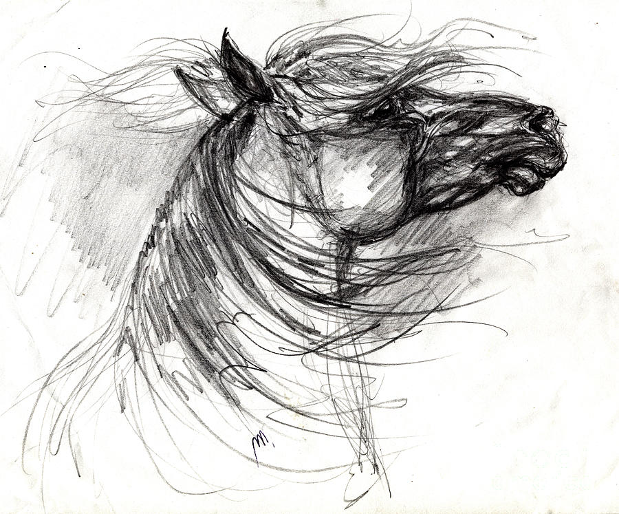 900x747 The Horse Sketch Drawing By Angel Ciesniarska - Horse Sketch Drawing