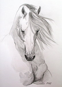 216x300 Arabian Horse Drawings Fine Art America - Horse Sketch Drawing