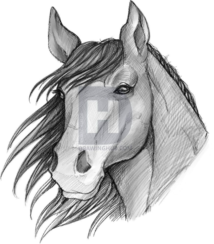 875x996 Horse Sketch Easy How To Sketch A Horse Horse Drawings - Horse Sketch Easy
