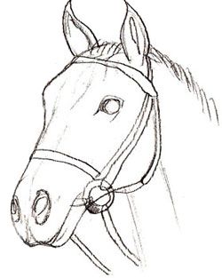 250x313 How To Draw A Horse Head, Step 5 Art Tutorials - Horse Sketch Easy