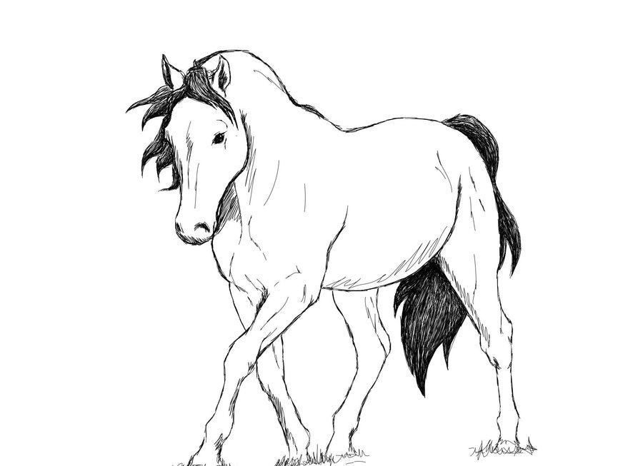 900x653 Horse Sketch By Shango266 - Horse Sketch For Kids