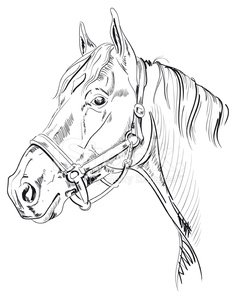 236x299 Horse Head Sketch Stock Vectors - Horse Sketch Head