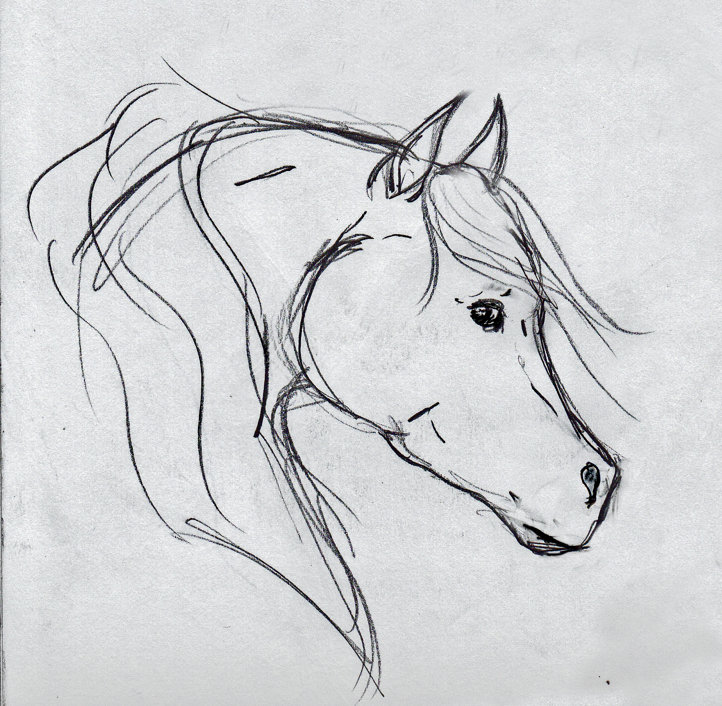 1456x1424 Horse Head Sketch Onlyyoucan Foundmyself - Horse Sketch Head
