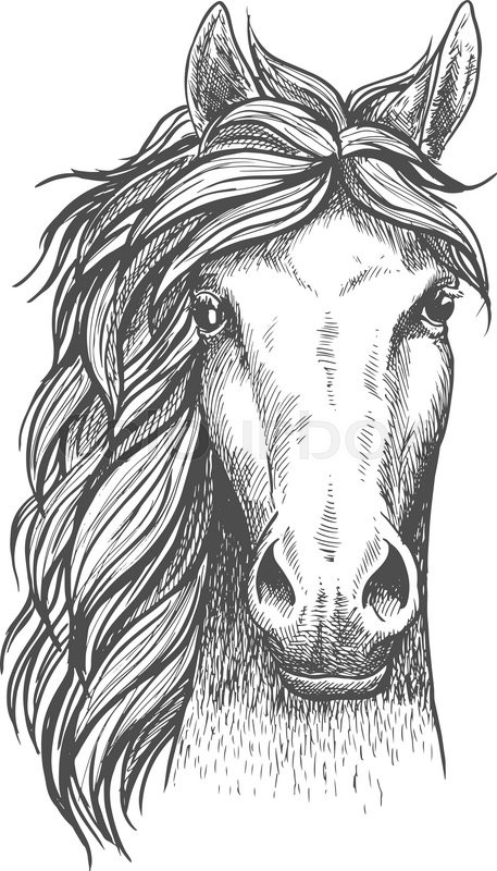 457x800 Beautiful Arabian Stallion Sketch Icon For Horse Breeding Symbol - Horse Sketch Head