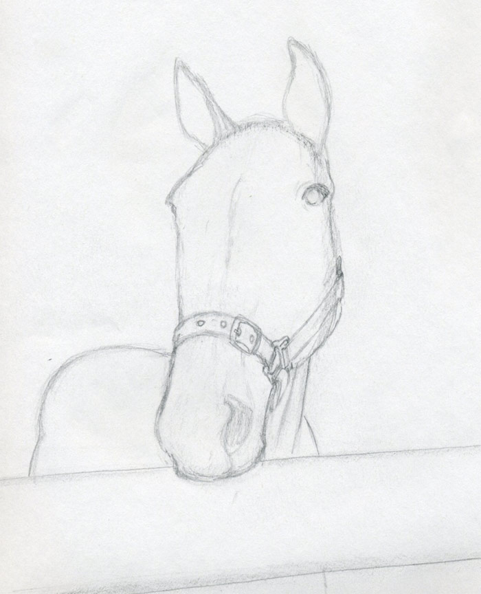 700x864 How To Draw Horse Head - Horse Sketch Head