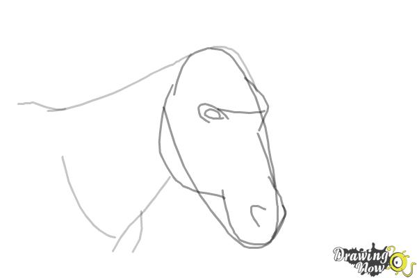 600x400 How To Draw A Horse Head - Horse Sketch Head