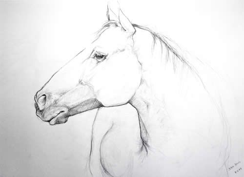 500x363 Pencil Drawings Of Horses Heads Pencil Drawings Horse Heads Pic - Horse Sketch Head