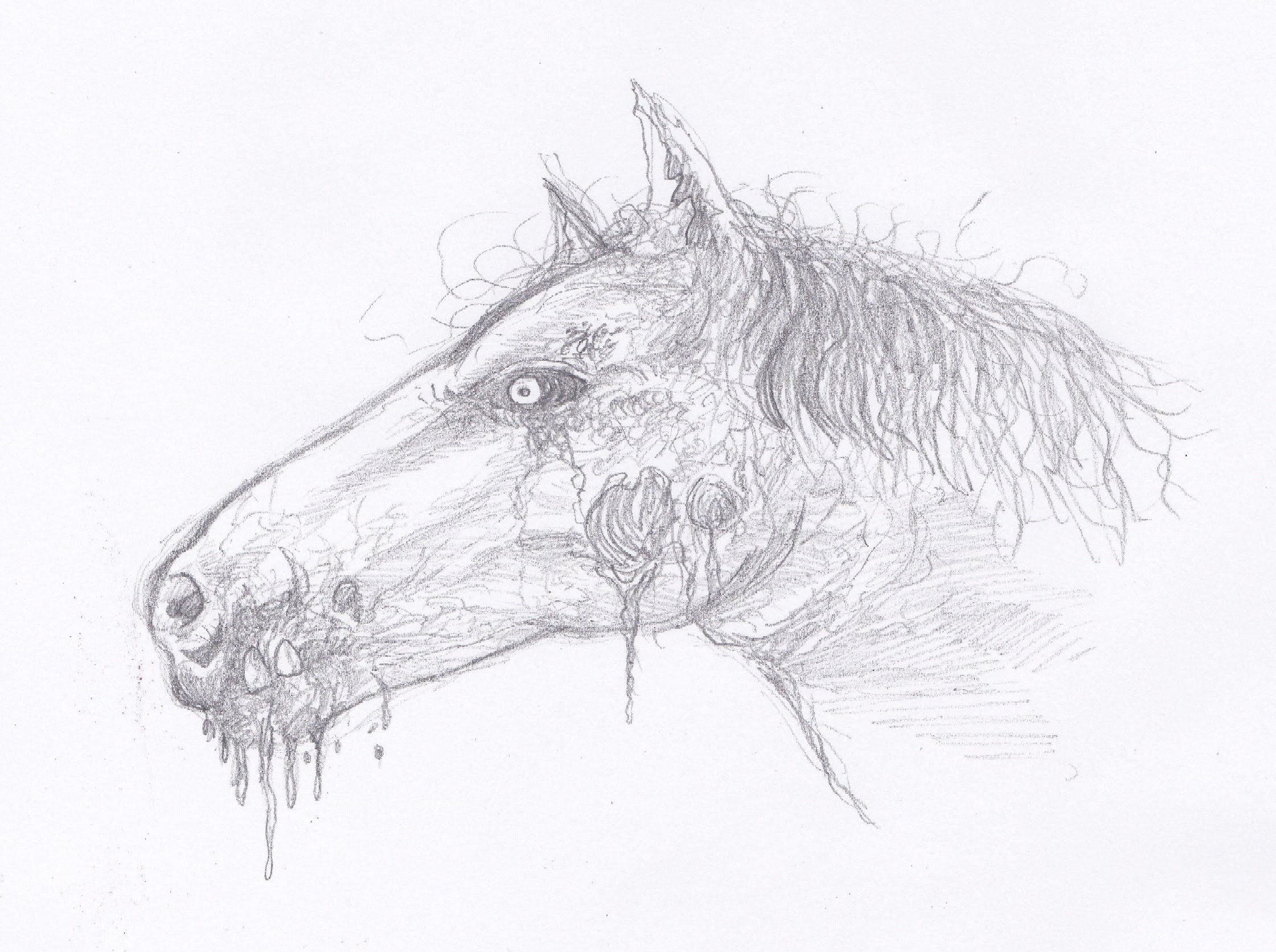 2241x1673 Drawing A Zombie Horse Head - Horse Sketch Head