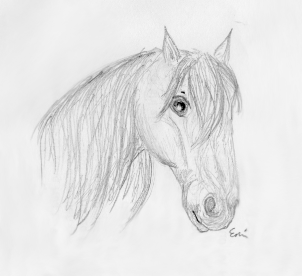 605x552 Easy Horse Head Sketches - Horse Sketch Head