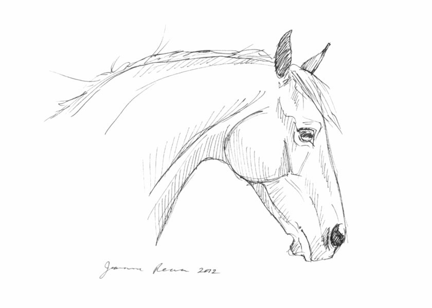 840x600 Head Study Ink Sketch Equine Art By Jeanne Rewa - Horse Sketch Head
