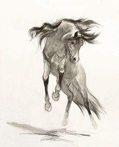 Horse Sketch Images