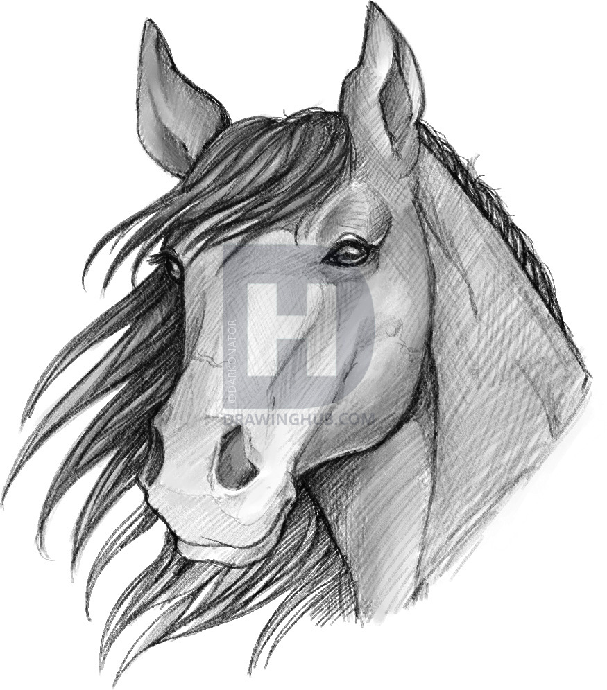 875x996 How To Sketch A Horse, Step By Step, Drawing Guide, By Darkonator - Horse Sketch Images