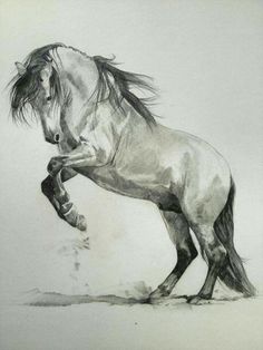 236x314 All Play Sketch Sketches In - Horse Sketch Images