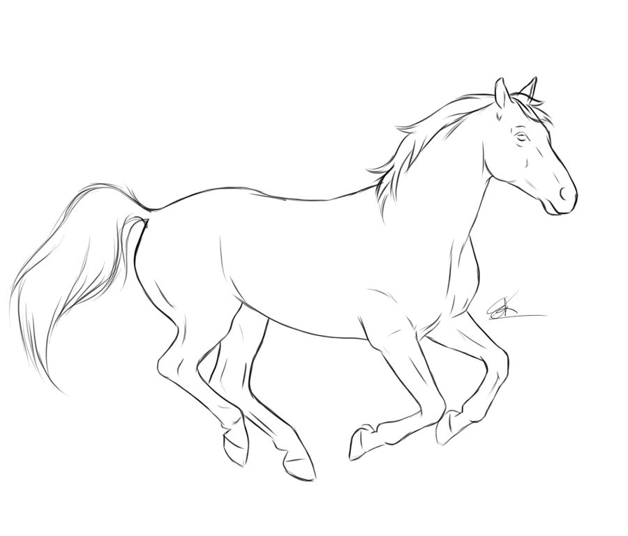 swayback horse sketch
