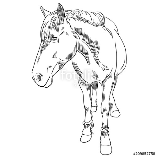 500x500 Vector Image Of An Horse On White Background. Outline Sketch - Horse Sketch Outline