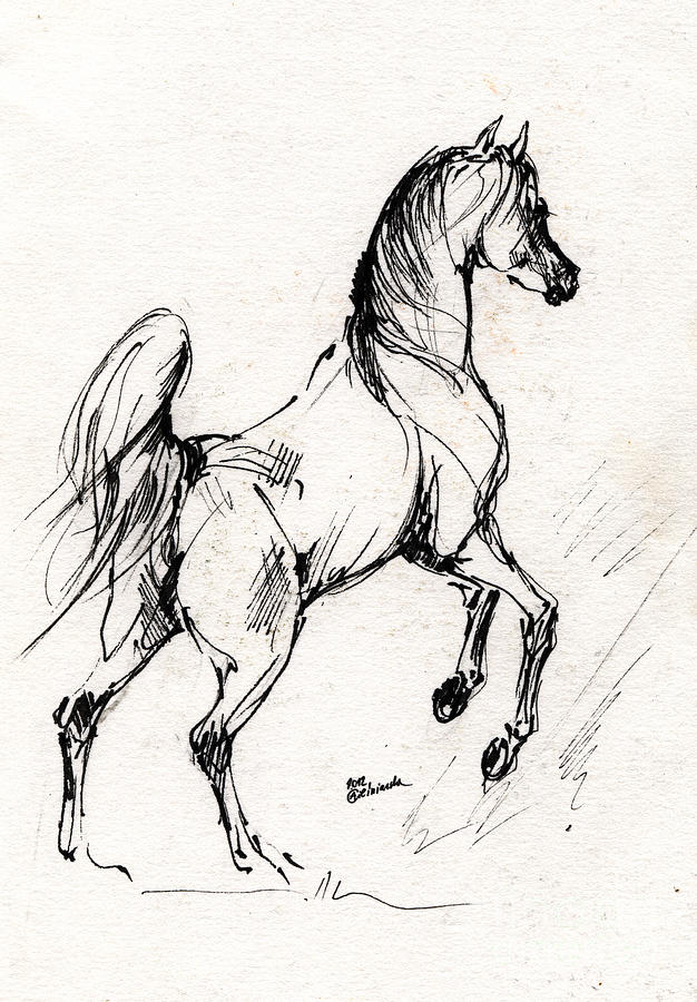 626x900 Horse Sketch 30 07 2013 Drawing By Angel Ciesniarska - Horse Sketch Pictures