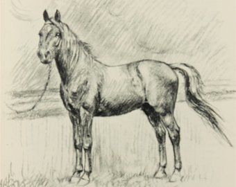 340x270 Horse Sketch Etsy - Horse Sketch Pictures