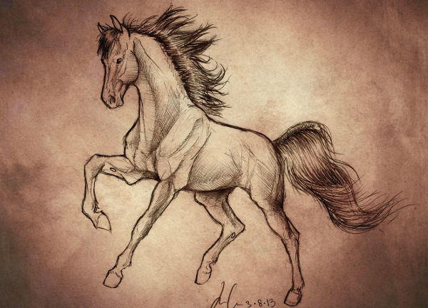 600x432 Horse Sketches Free Amp Premium Templates - Horse Sketch Pictures