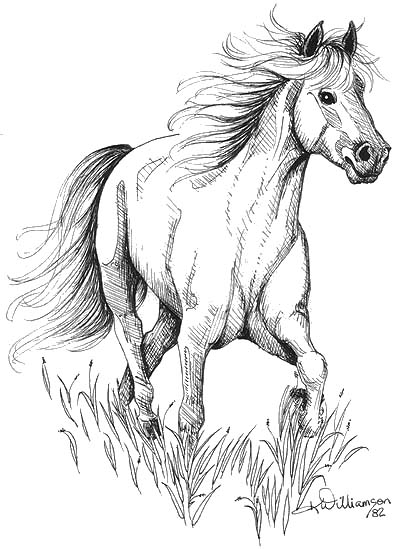 400x549 Quick Ink Sketch Of A Horse Kerri Bennett Williamson - Horse Sketch Pictures